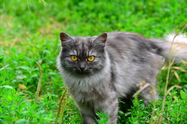 Gato de cabelos longos cinza em pé na grama no verão — Fotografia de Stock