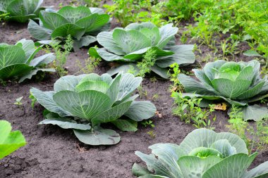 Genç lahana özel bahçede büyür