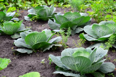 Genç lahana özel bahçede büyür