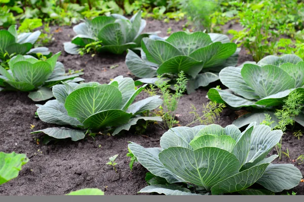 Genç lahana özel bahçede büyür