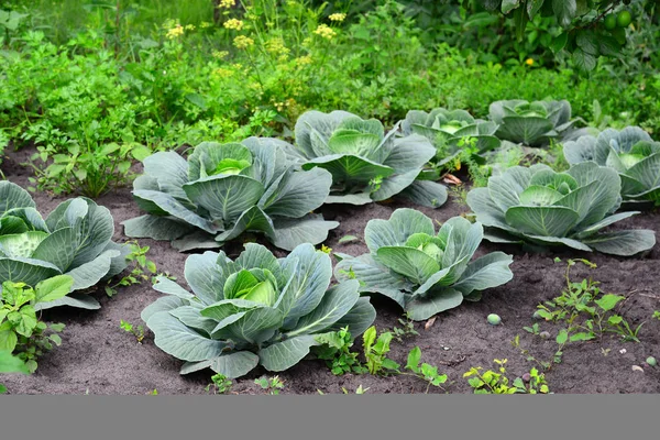 Jungkohl wächst im privaten Garten — Stockfoto