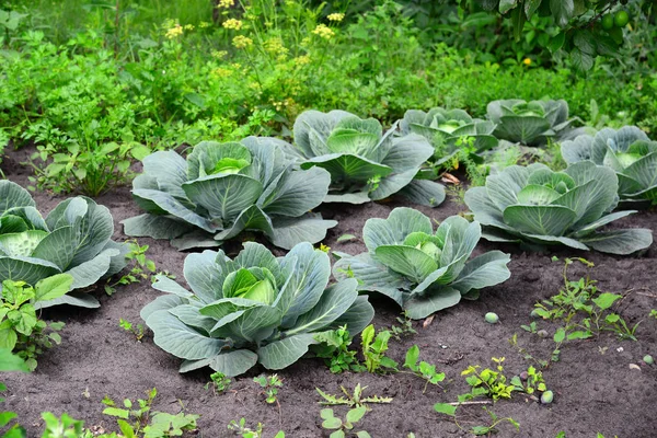 Jungkohl wächst im privaten Garten — Stockfoto