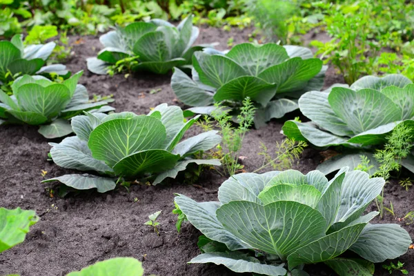 Genç lahana özel bahçede büyür