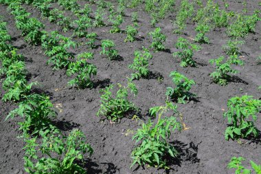 Bahçe domates genç sürgünler