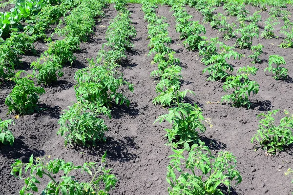 Bahçe domates genç sürgünler