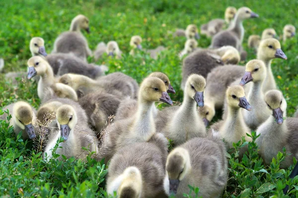 Young geese stand in green grass — Stock Photo, Image