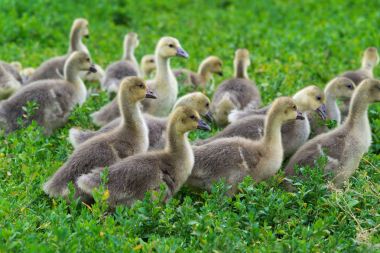 Genç kazlar yeşil çim git