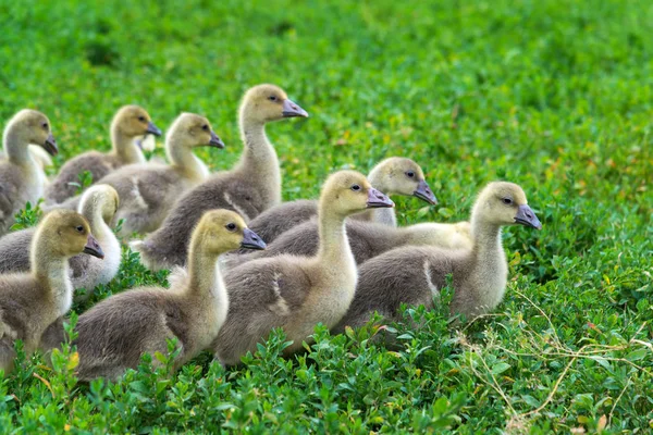 Unga gäss gå i grönt gräs — Stockfoto