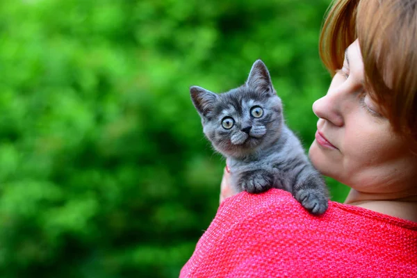 Gatito escocés azul está sentado en el hombro de la mujer. Al aire libre — Foto de Stock