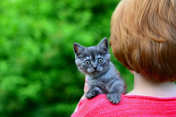 Gatito escocés azul está sentado en el hombro de la mujer. Al aire libre — Foto de Stock