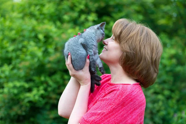 Una donna tiene in braccio un gattino purosangue. Dritto scozzese — Foto Stock
