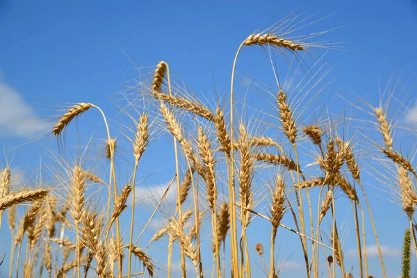 Ears of ripe wheat against blue sky. July — Stock Photo, Image