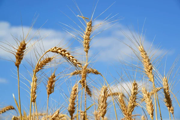 Ears of ripe wheat against blue sky. July — Stock Photo, Image