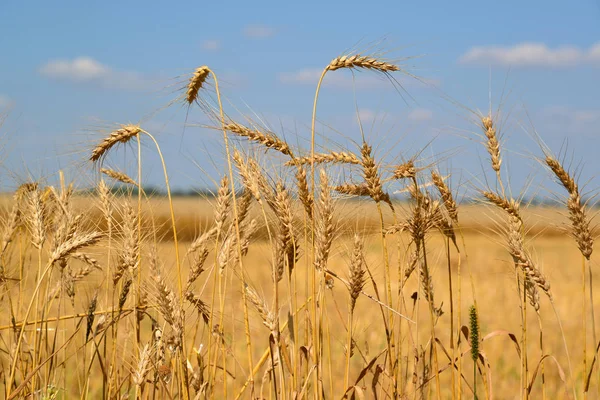 Spikelets of cereals against the backdrop of field — Stock Photo, Image