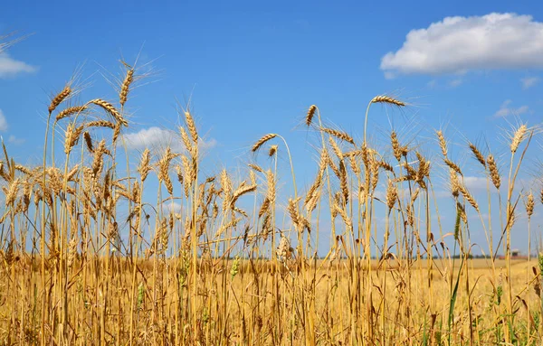 Spikelets of cereals against the backdrop of field — Stock Photo, Image