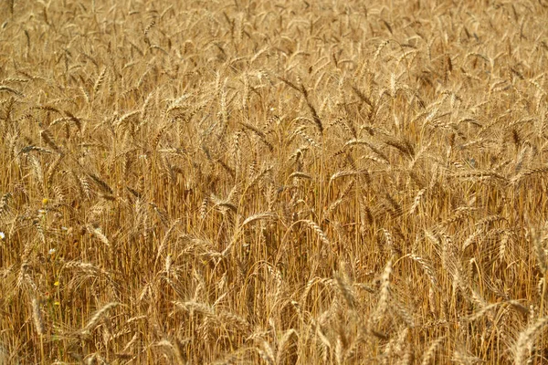 Fragment of wheat field close-up — Stock Photo, Image