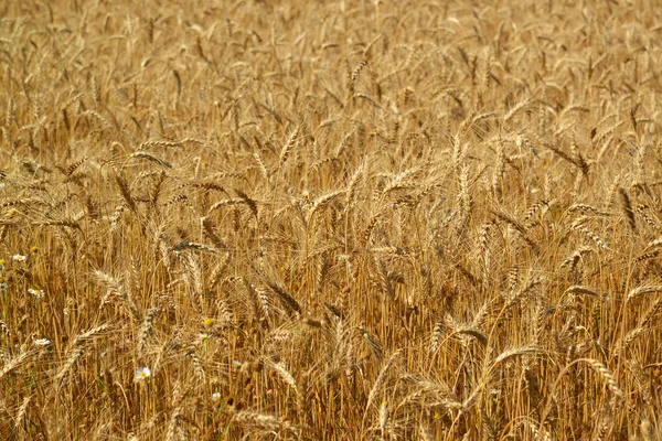 Fragment of wheat field close-up — Stock Photo, Image