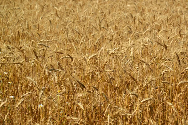 Fragment of wheat field close-up Stock Picture