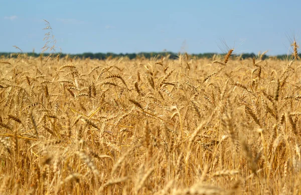 Fragment of ripe wheat field in late July — Stock Photo, Image