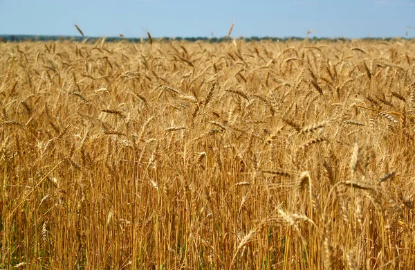 Fragment of ripe wheat field in late July — Stock Photo, Image