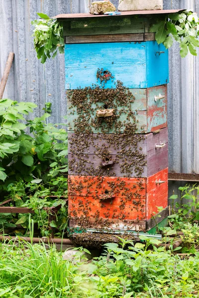 Honey bees on hive in the garden — Stock Photo, Image
