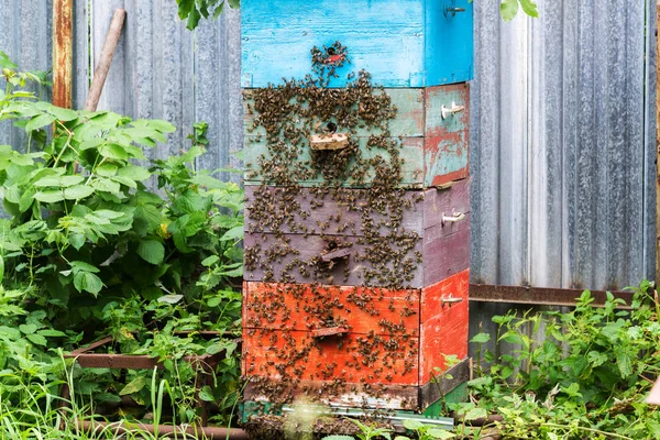 Honey bees on hive in the garden — Stock Photo, Image