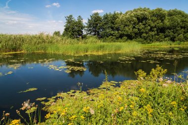Rusya'daki Nehri ile manzara. Açık odak