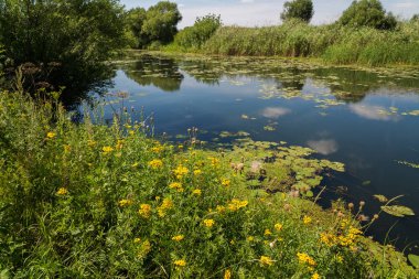 Rusya'daki Nehri ile manzara. Açık odak