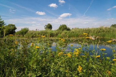 Yaz aylarında Rusya'nın orta kesiminde doğası. Açık odak