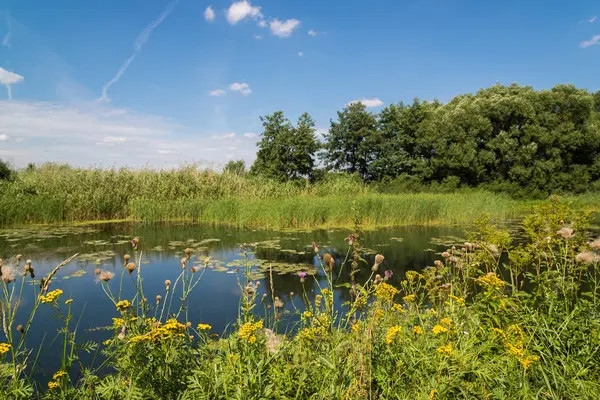 Povaha centrální části Ruska v létě. Přední zaměření — Stock fotografie