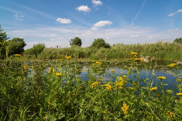 Yaz aylarında Rusya'nın orta kesiminde doğası. Açık odak