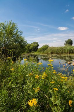 Yaz aylarında doğa Rusya'nın. Açık odak