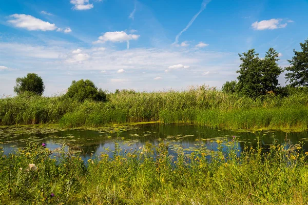 Yaz aylarında doğa Rusya'nın. Açık odak