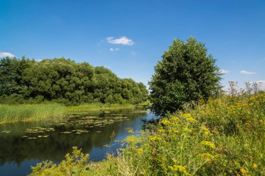 Yaz manzara nehir Rusya ile. Açık odak