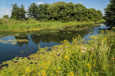 Yaz manzara nehir Rusya ile. Açık odak