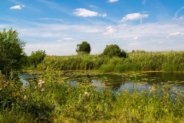 Yaz manzara nehir Rusya ile. Açık odak