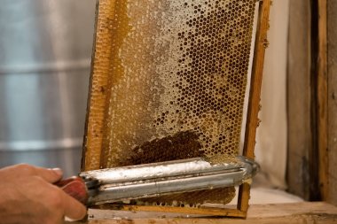 Balmumu peteğin arıcı sıcak bıçak kesiyor