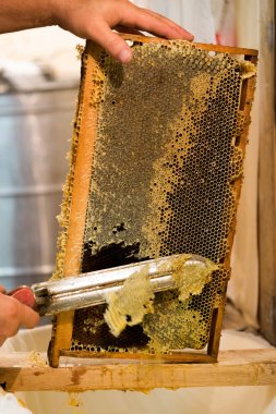 Balmumu peteğin arıcı sıcak bıçak kesiyor