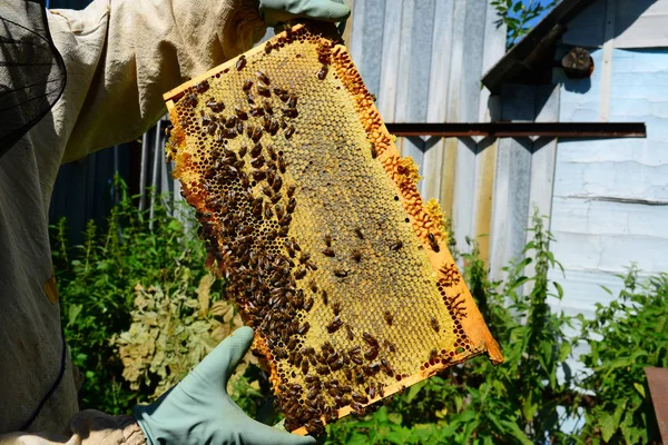 Biodlare håller ramen vax med honung — Stockfoto