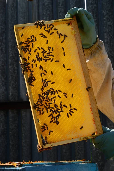 A méhész tartja a viasz keret mézzel — Stock Fotó
