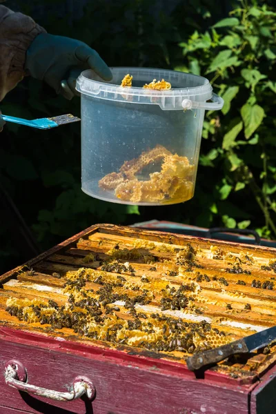 A méhész méhsejt helyezi egy vödör — Stock Fotó