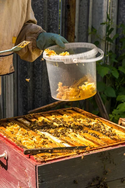 The beekeeper puts honeycomb into a bucket — Stock Photo, Image