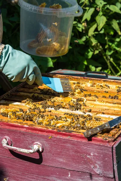 The beekeeper puts honeycomb into a bucket — Stock Photo, Image