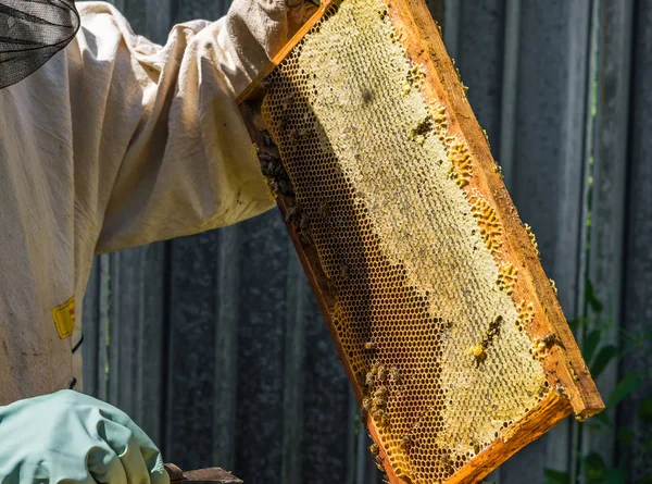A méhész tartja a viasz keret mézzel — Stock Fotó