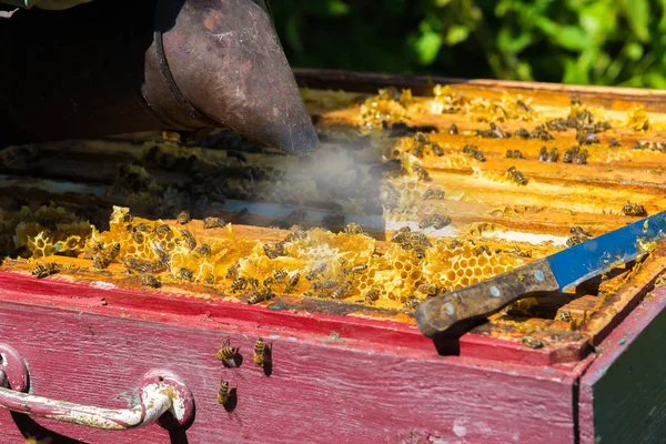 The beekeeper smokes the smoke of bees - drives away bees — Stock Photo, Image