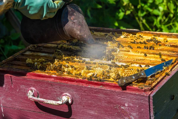 A méhész dohányzik a füst a méhek - meghajtók re méhek — Stock Fotó