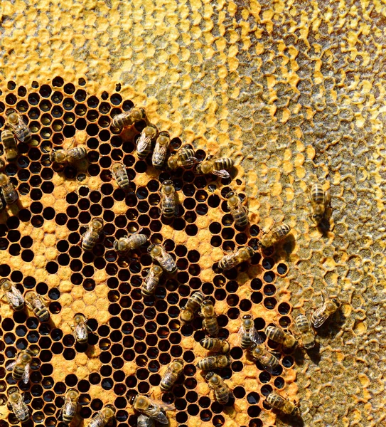 Mézelő méhek a viasz fésű, szabadban — Stock Fotó