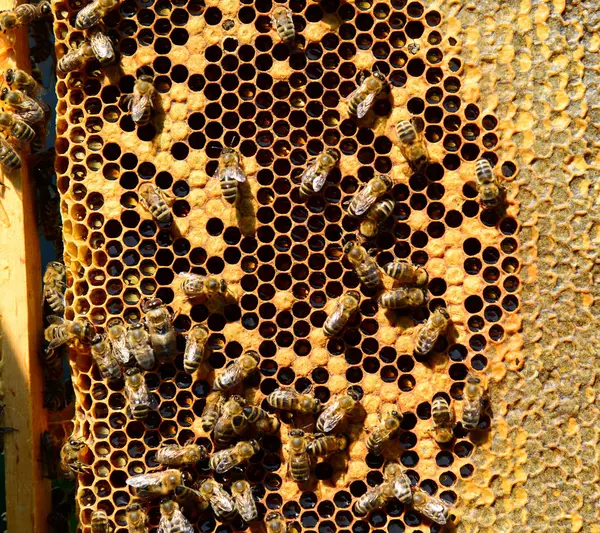 Honey bees on wax combs, outdoors — Stock Photo, Image