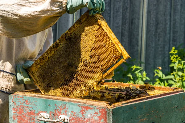 The beekeeper keeps the wax frame with honey — Stock Photo, Image