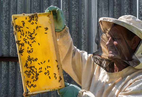 The beekeeper keeps in his hands wax frame with honey — Stock Photo, Image